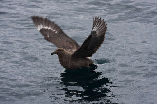 Image of Brown Skua