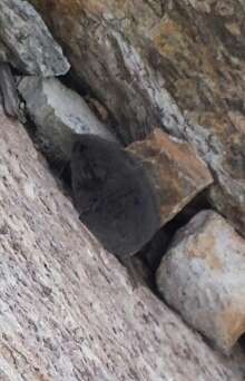 Image of European Snow Vole