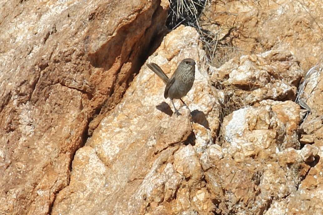 Image of Kalkadoon Grasswren