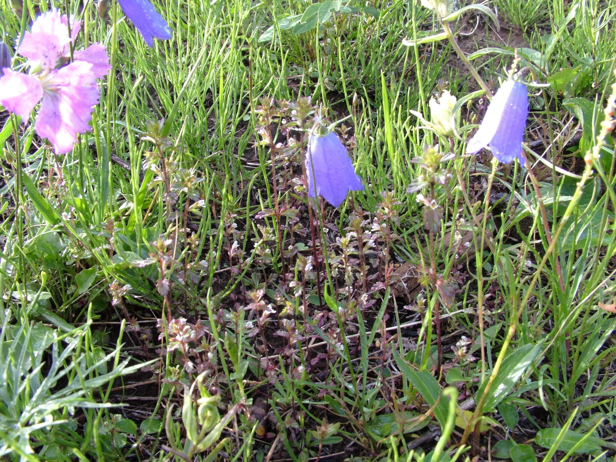 Image of upland eyebright