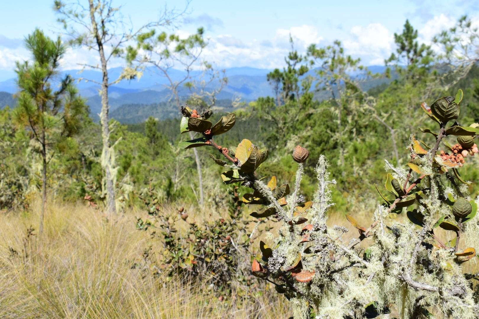 Imagem de Lyonia heptamera Urb.