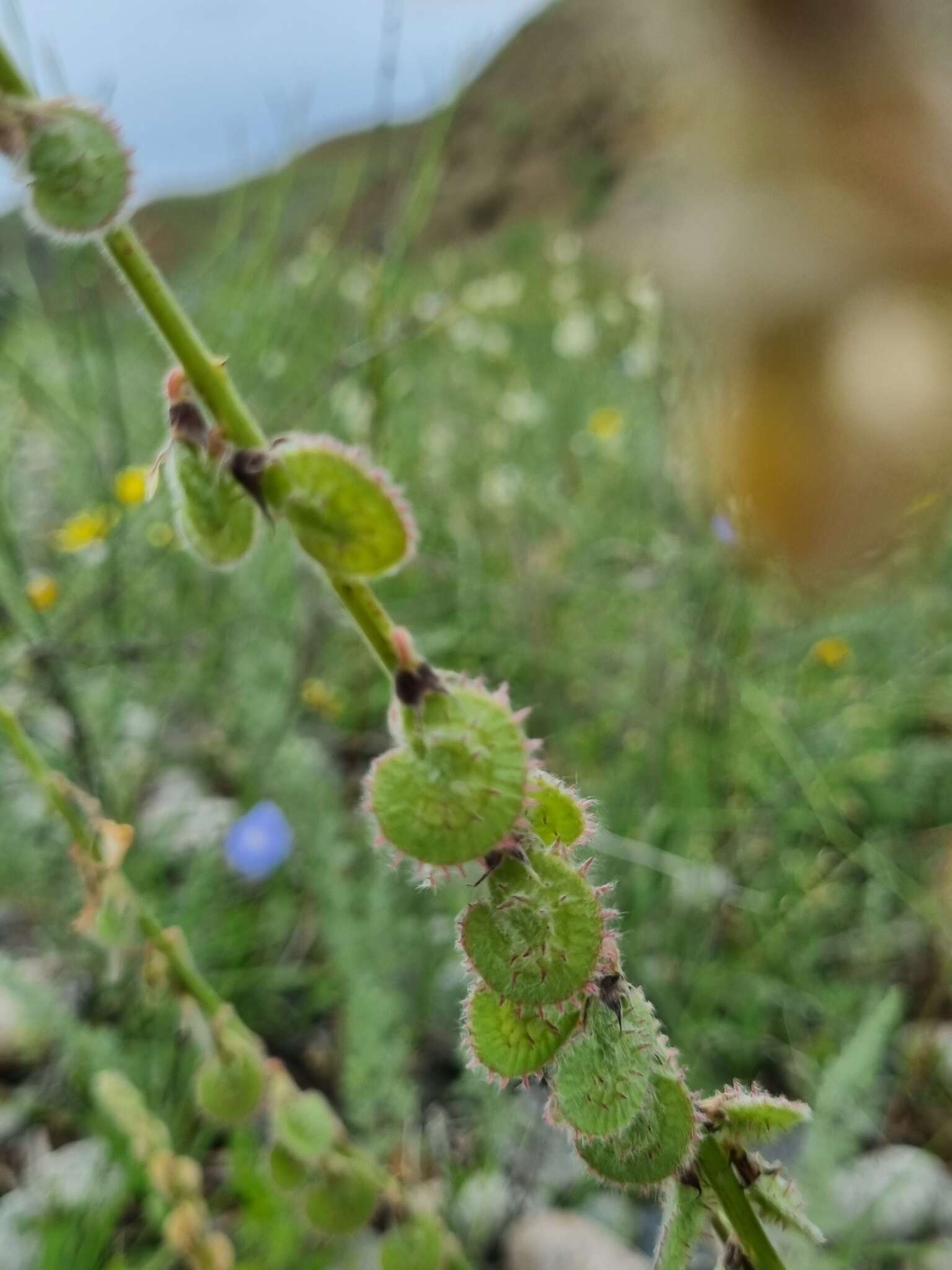 Image of Onobrychis majorovii Grossh.