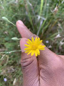 Image de Pityopsis graminifolia var. tracyi (Small) J. C. Semple