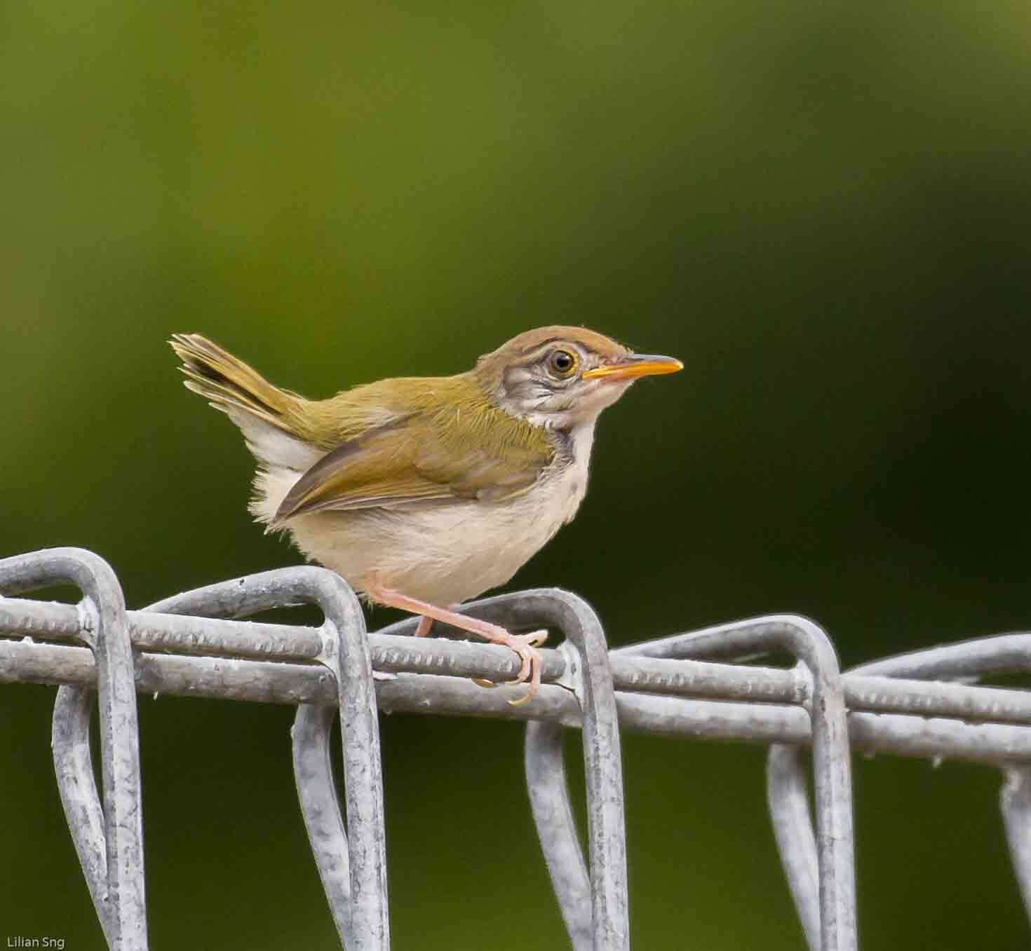 Image of Common Tailorbird