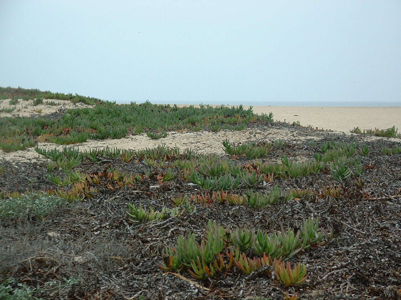 Image of hottentot fig