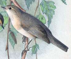 Image of Mountain Chiffchaff