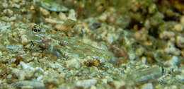 Fusigobius melacron (Randall 2001) resmi