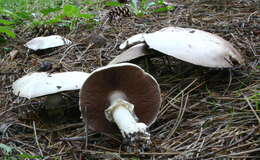 Imagem de Agaricus sylvicola