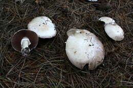 Imagem de Agaricus sylvicola