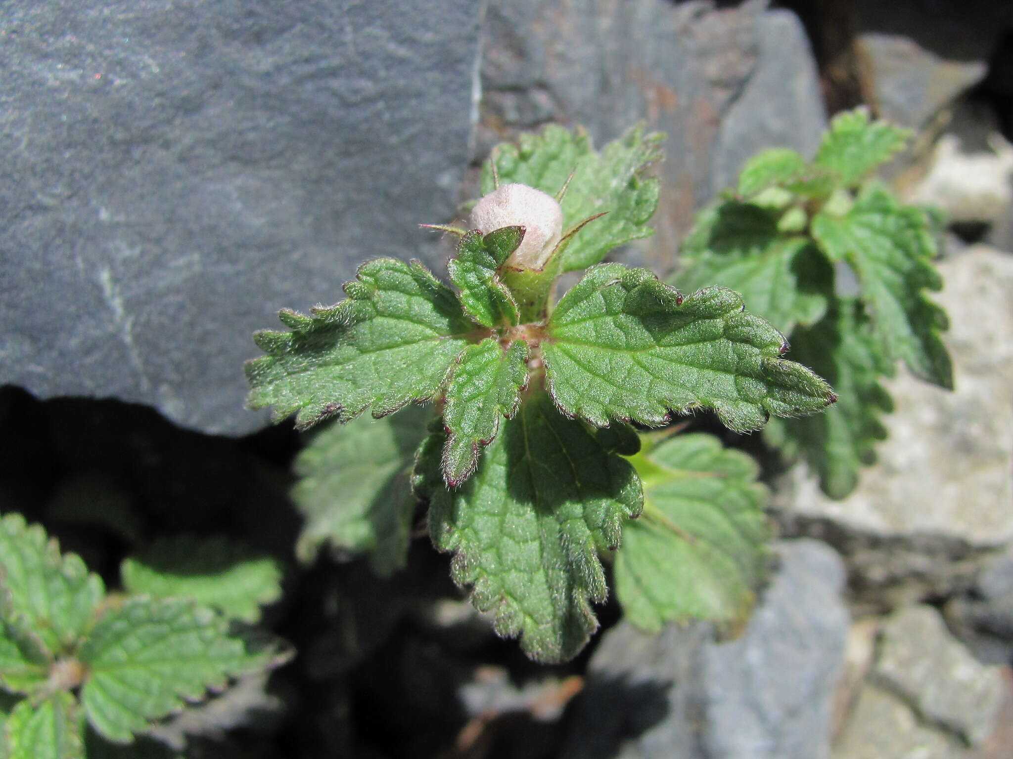 Image of Lamium tomentosum Willd.