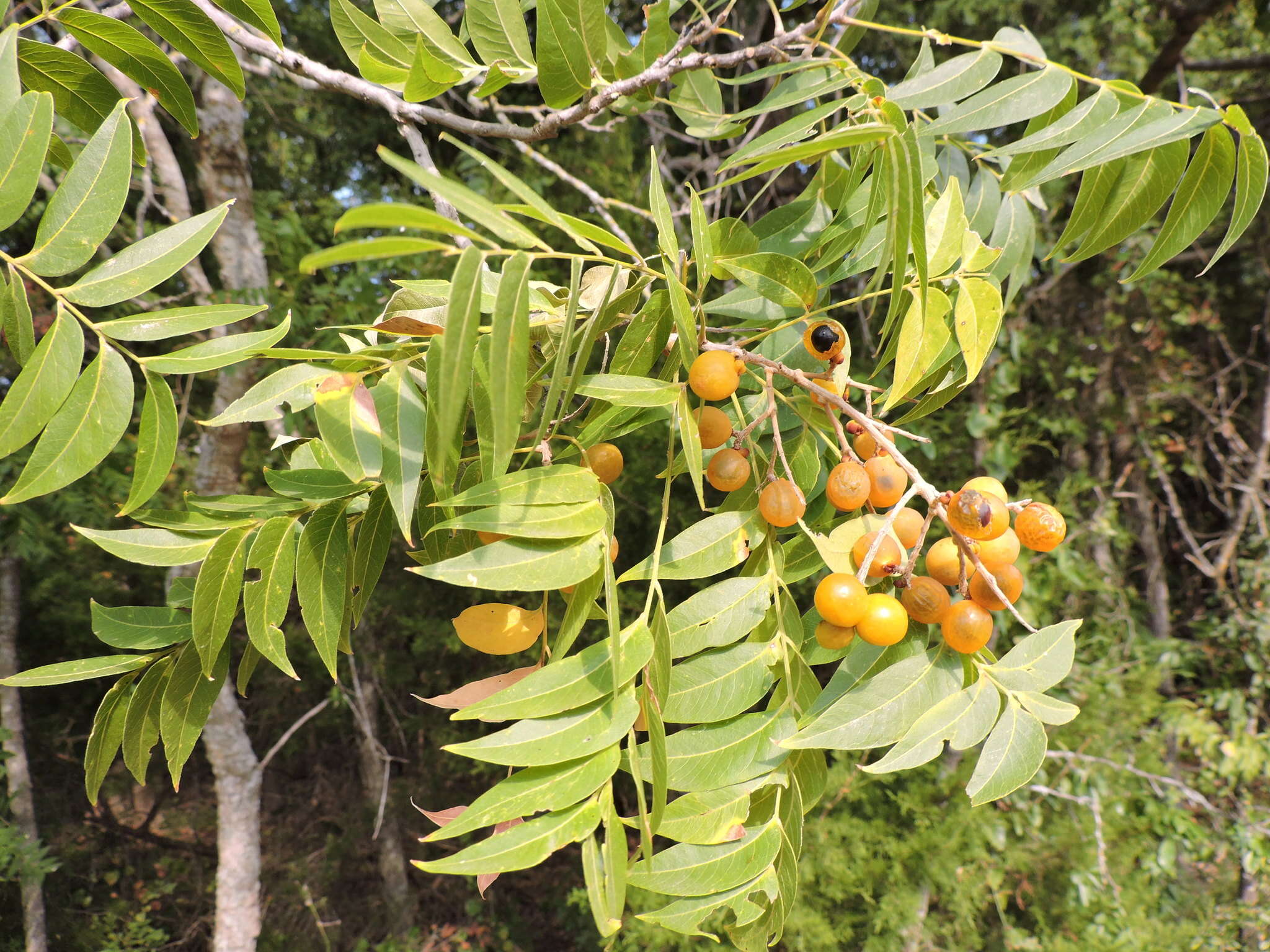 Image of western soapberry