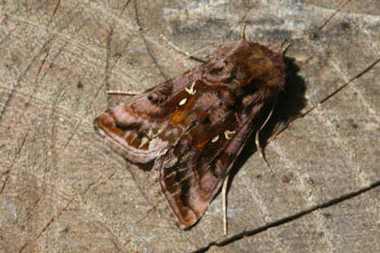 Imagem de Autographa pulchrina Haworth 1802