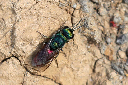 Image of <i>Pseudochrysis neglecta</i>