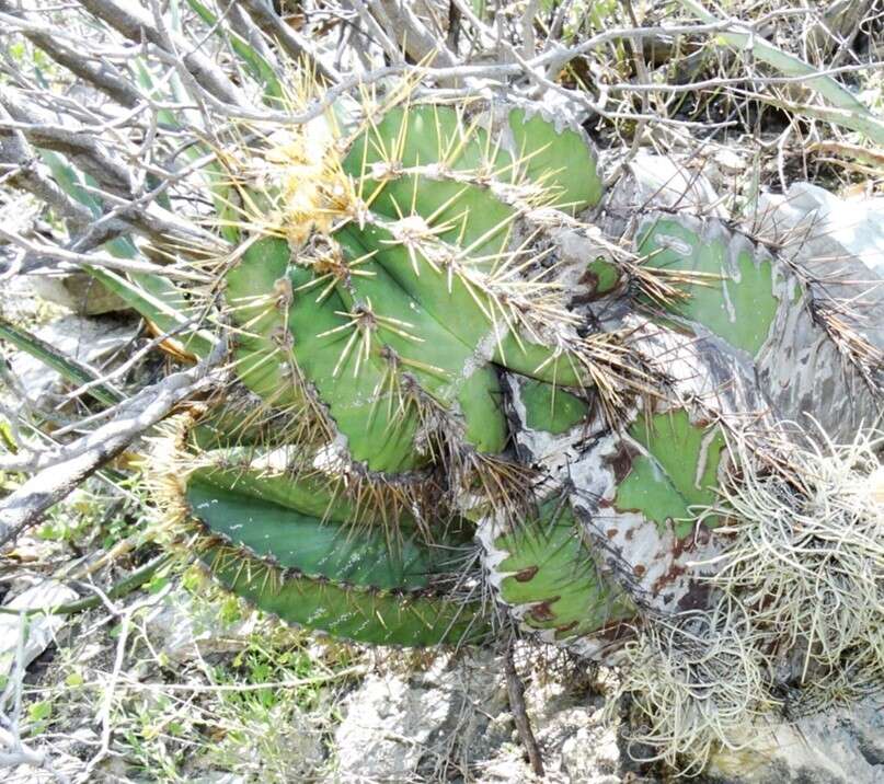 Imagem de Astrophytum ornatum (DC.) Britton & Rose