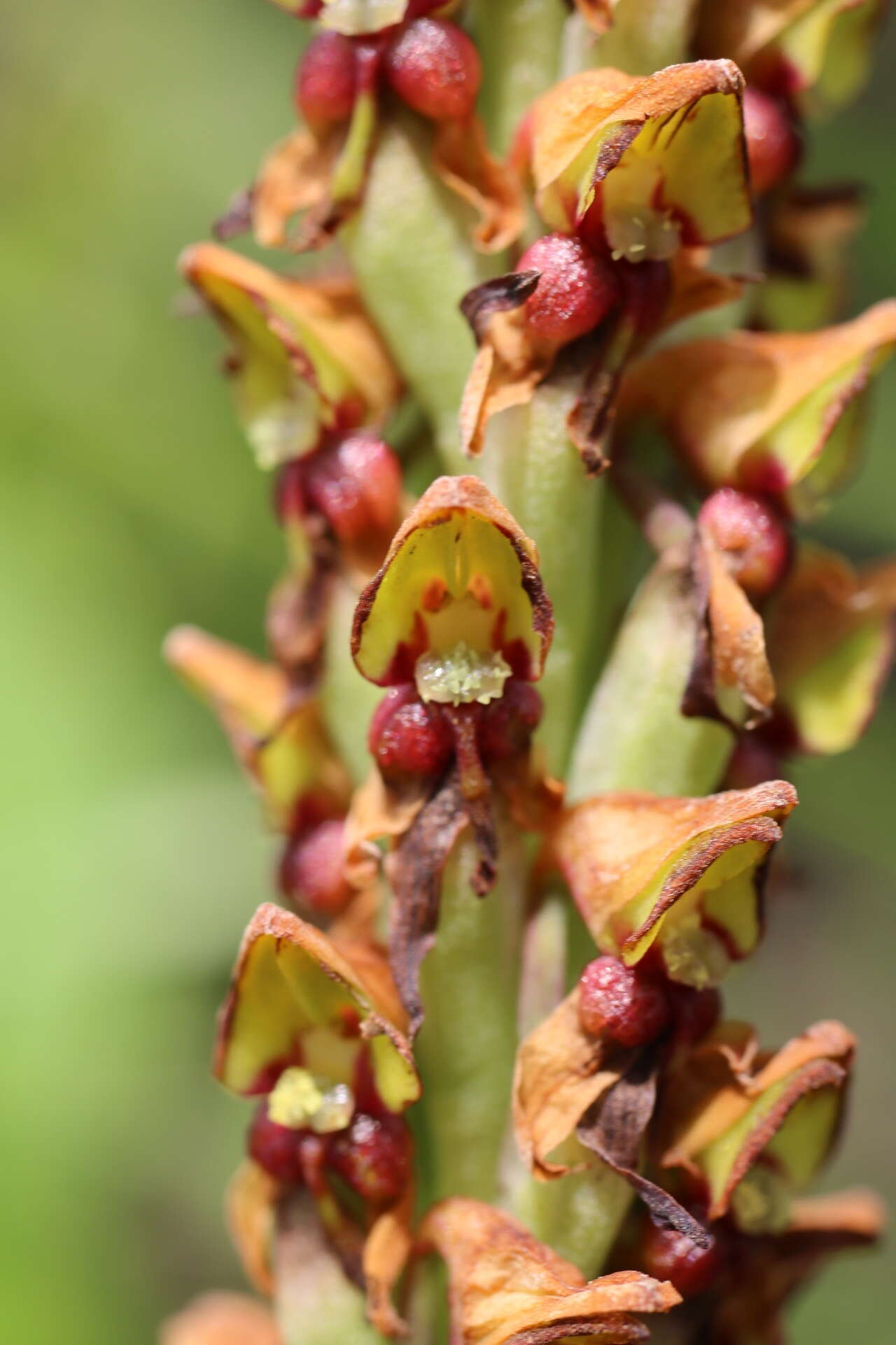 Image of Disa versicolor Rchb. fil.