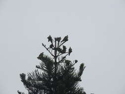 Image of Taiwan Green-pigeon