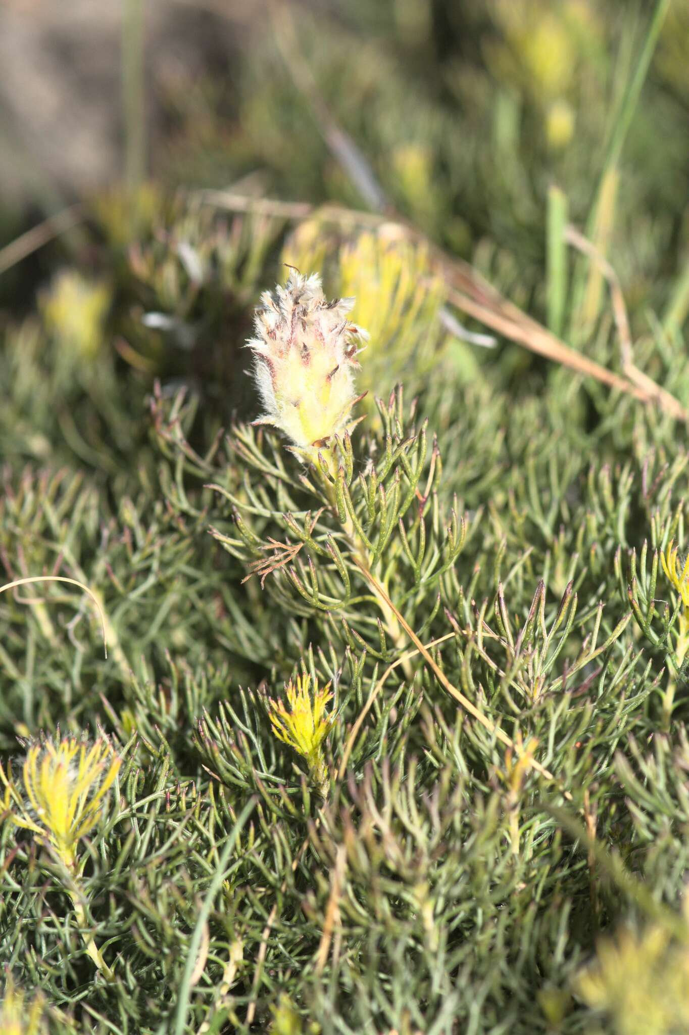 Plancia ëd Serruria cyanoides (L.) R. Br