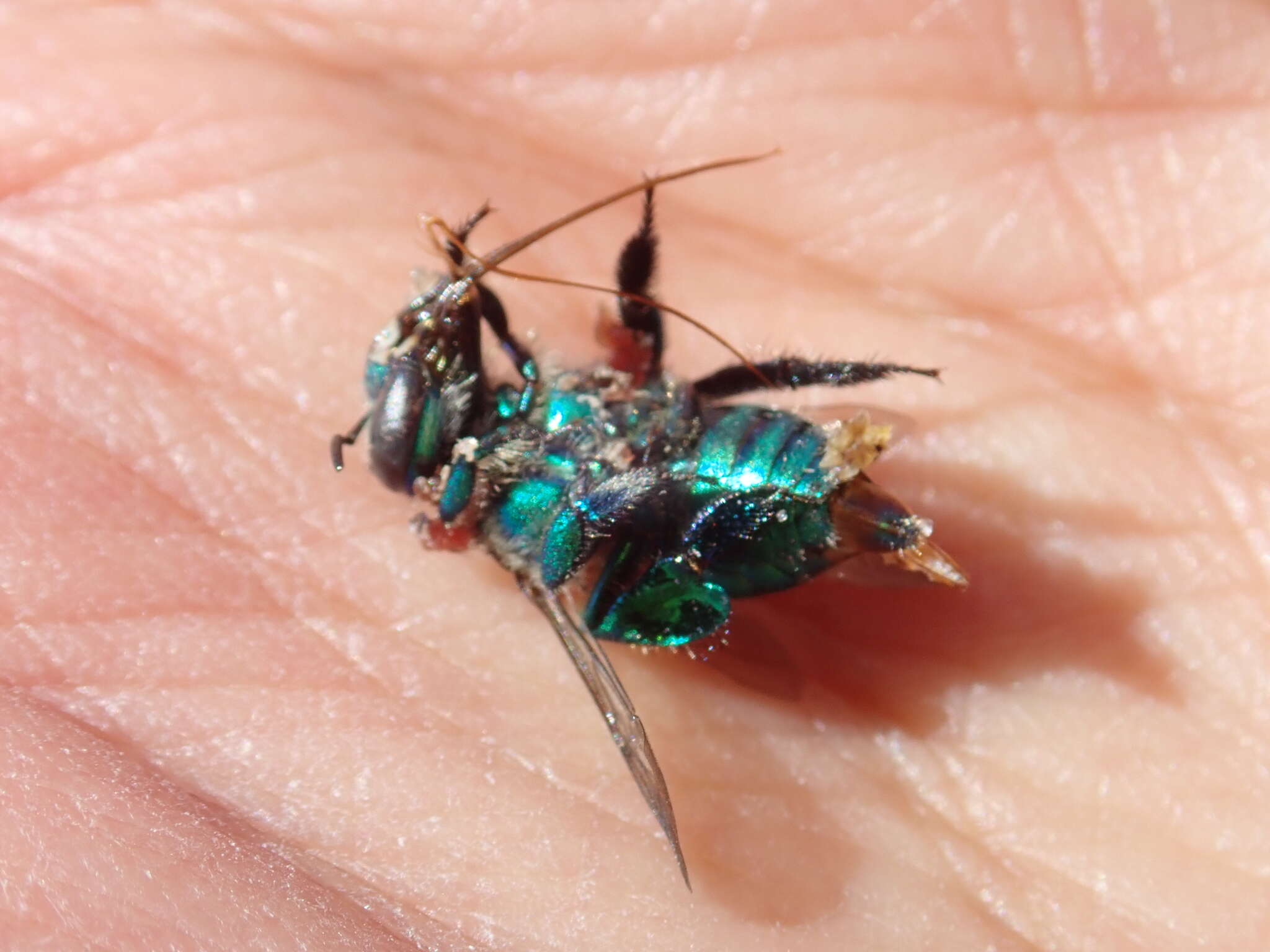 Image of Dilemma Orchid Bee