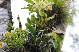 Image of Epidendrum barbeyanum Kraenzl.