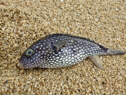 Image of Starry Toadfish