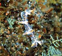 Image of Swimming nudibranch