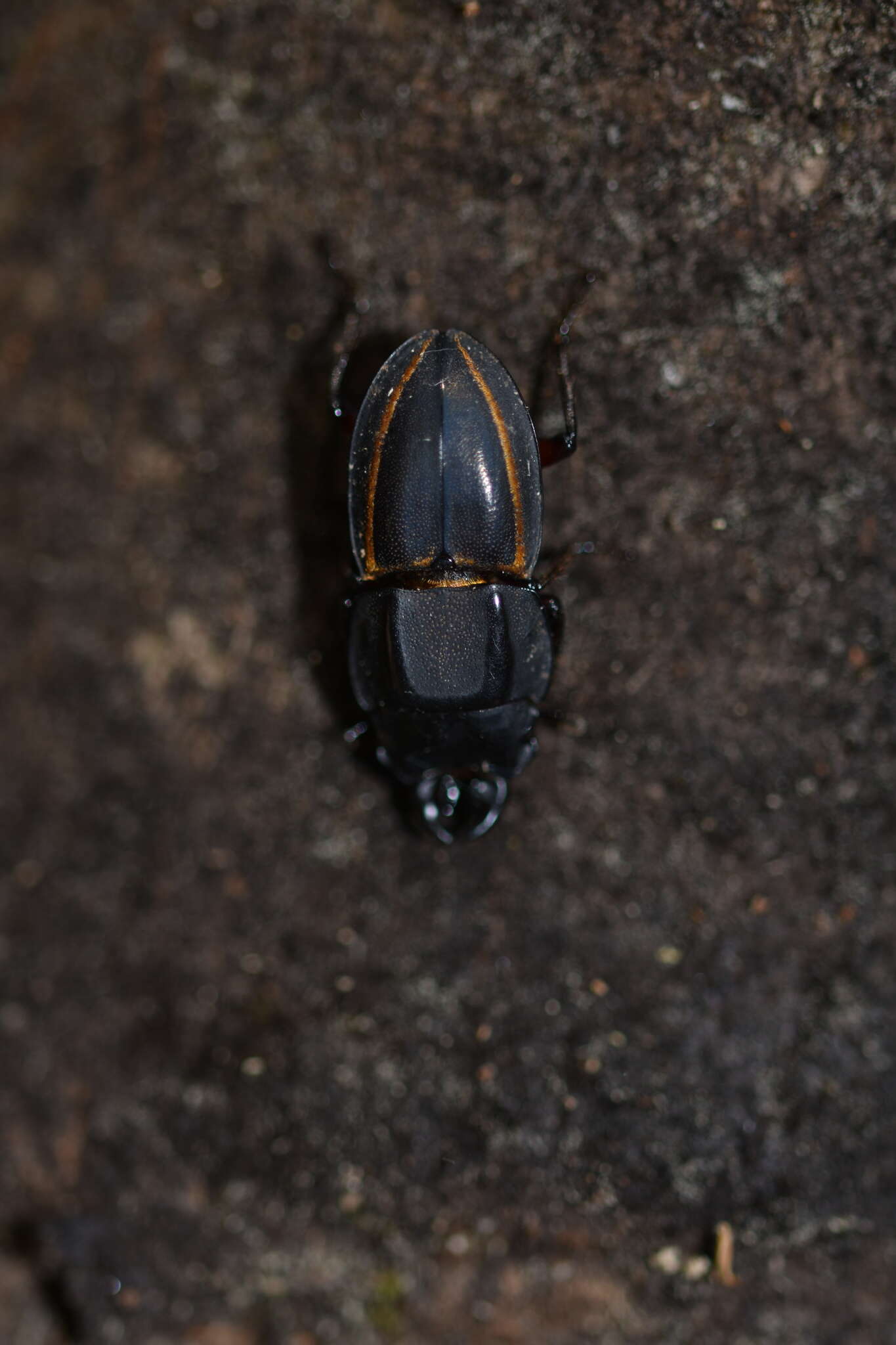 Слика од Erichius vittatus magnificus (Benesh 1956)