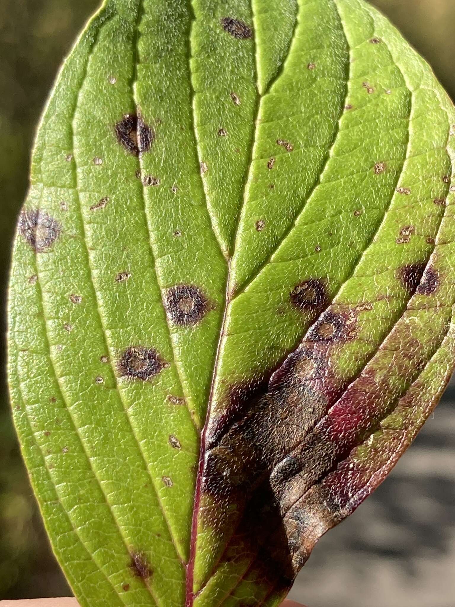 Image of Sphaerulina cornicola (DC.) Verkley, Quaedvl. & Crous 2013