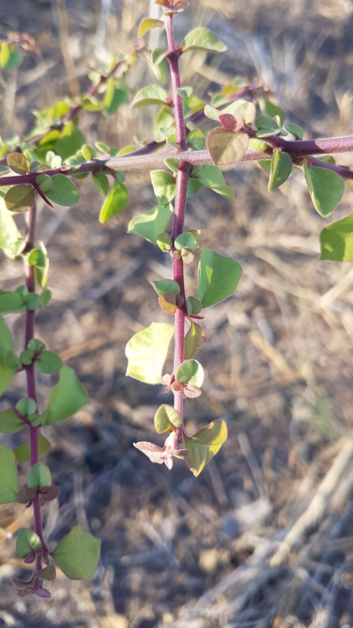 Image de Pisonia capitata (S. Wats.) Standl.