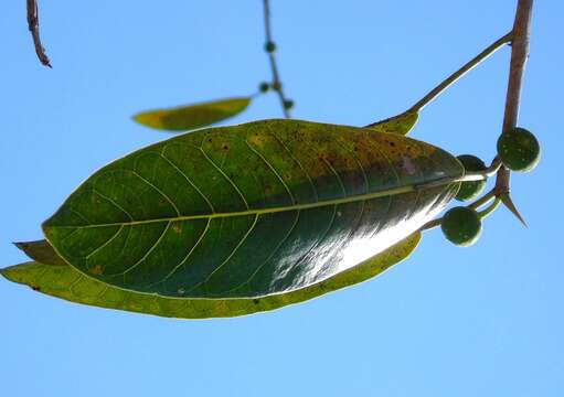 Ficus crocata (Miq.) Mart. ex Miq.的圖片