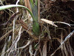 Image of Maxillaria mungoschraderi R. Vásquez & Ibisch