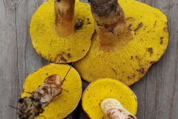 Image of Aureoboletus flaviporus (Earle) Klofac 2010