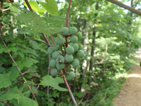 Слика од Vitis vulpina L.