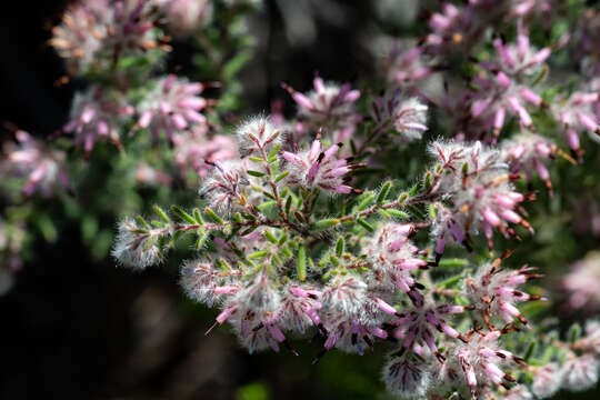 Image of Erica eriocephala Lam.