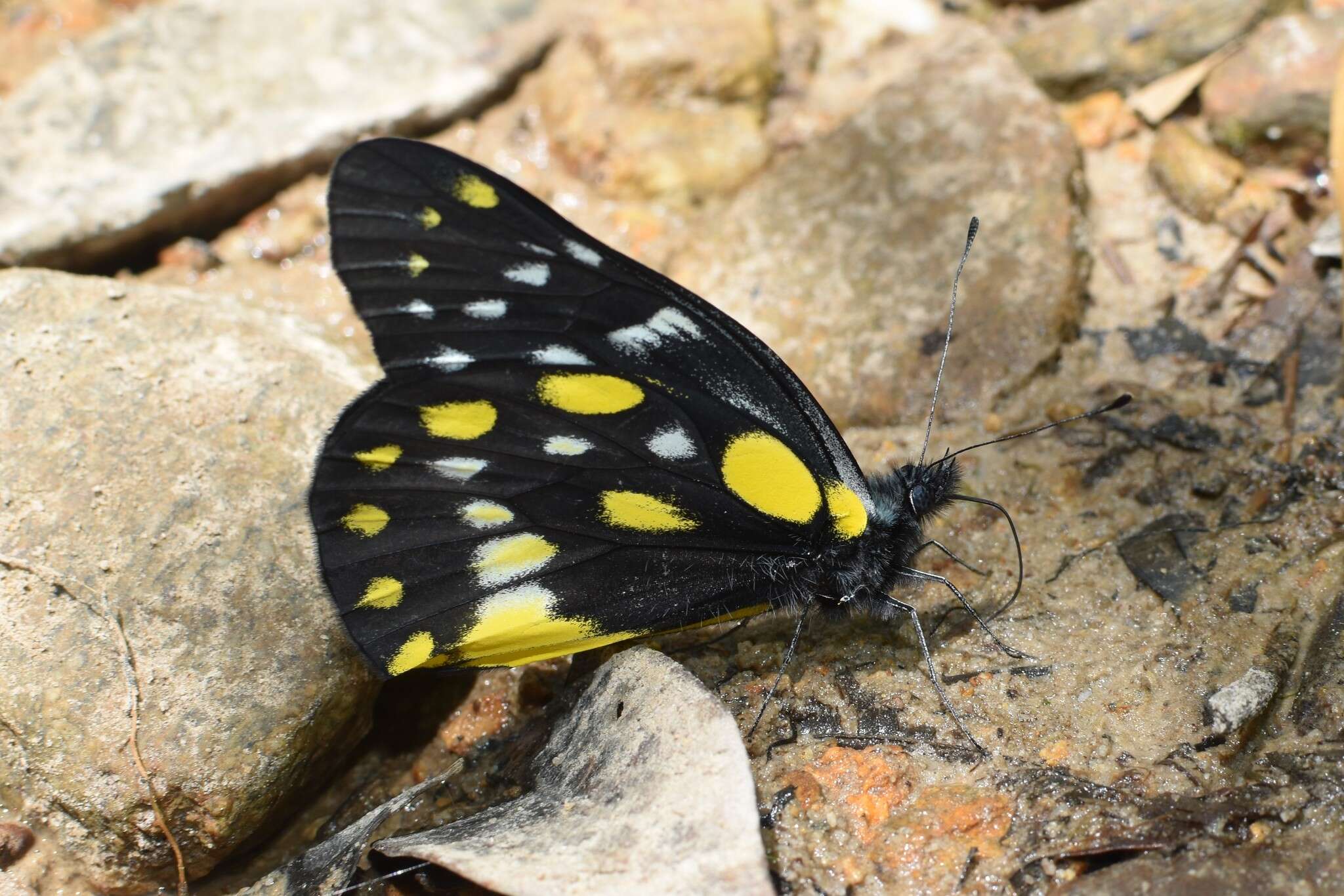 Image of hill jezebel