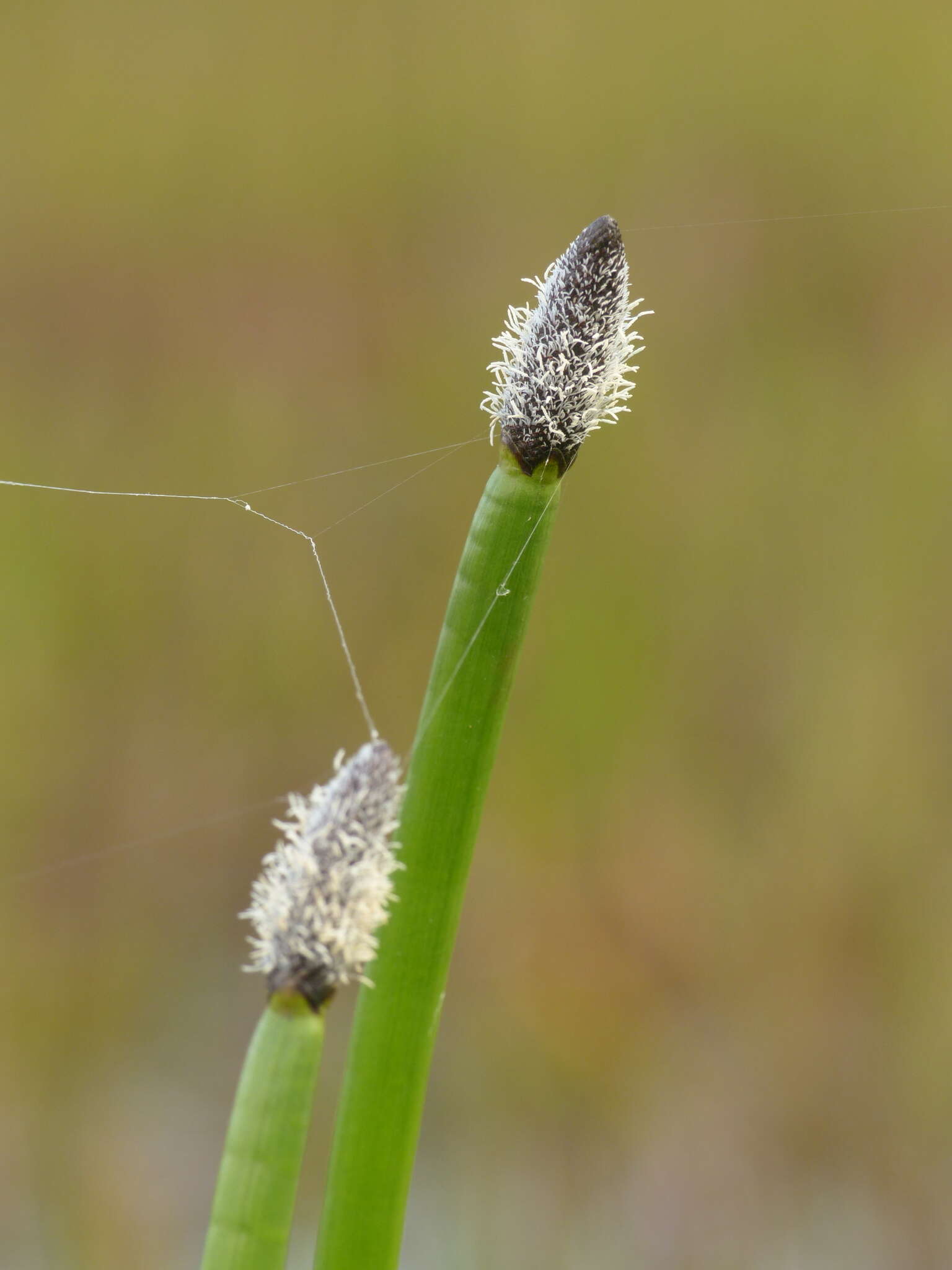 Image of Elegant Spike-Rush