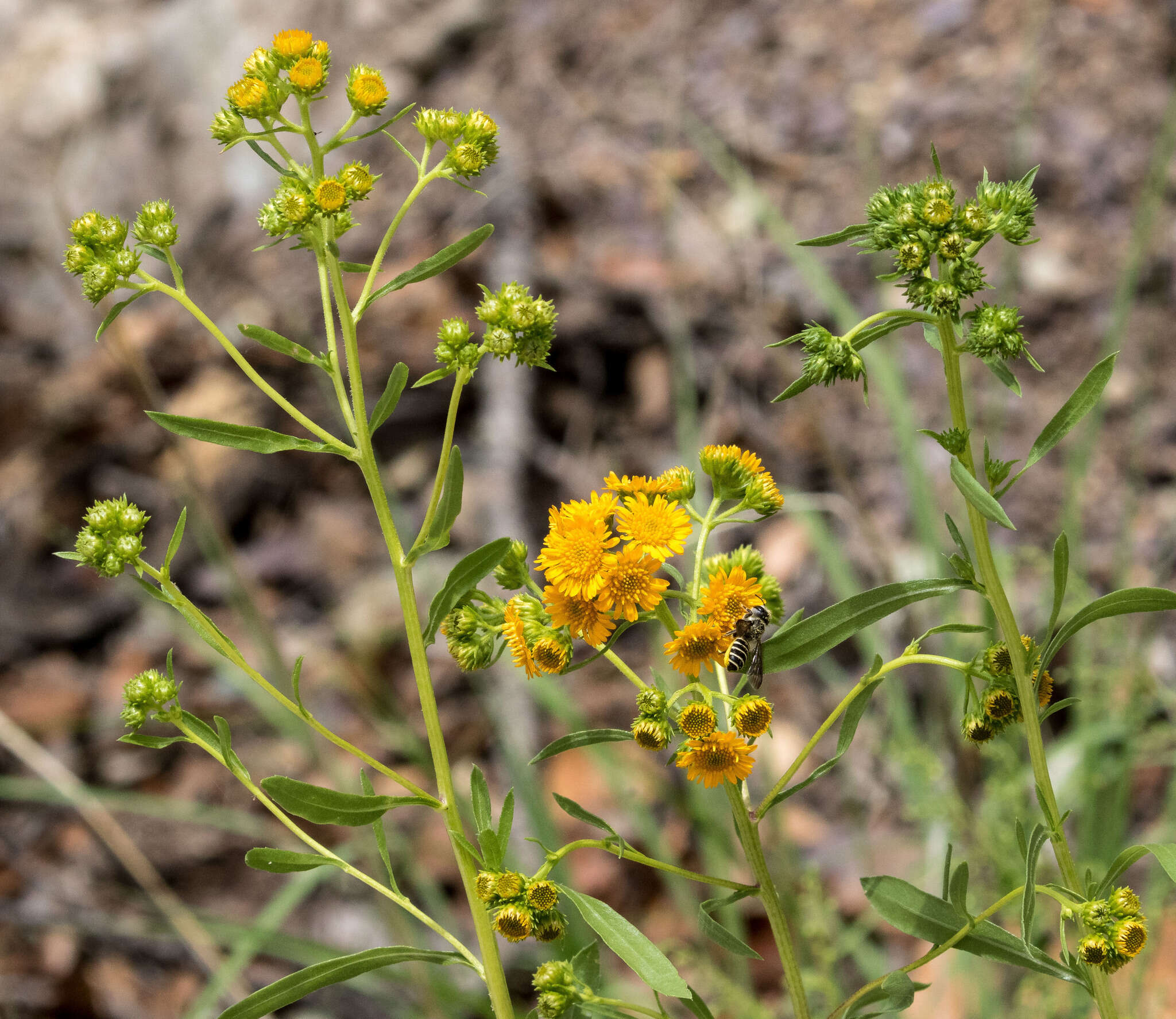 Image of San Pedro Matchweed