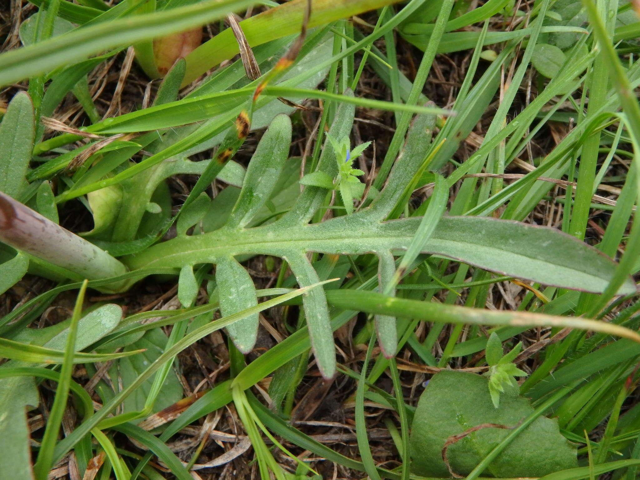 Imagem de Valeriana dioscoridis Sibth. & Sm.