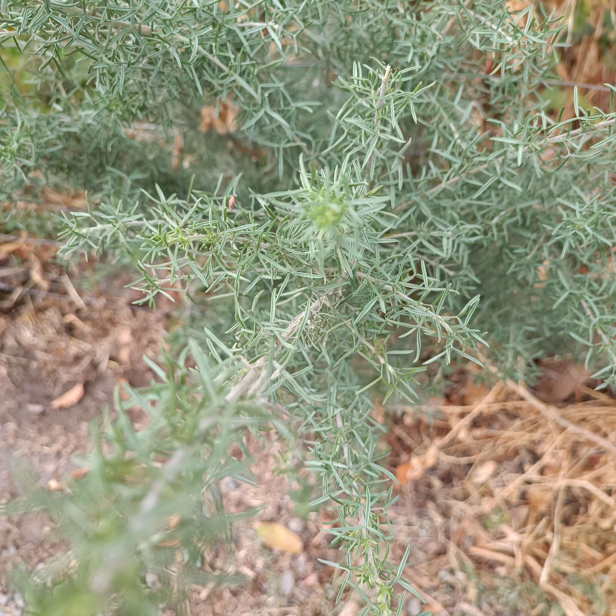 Image of Adenocarpus decorticans Boiss.