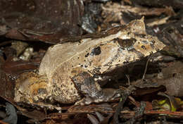 Image of Solomon Islands Leaf Frog