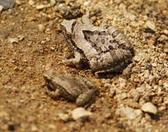 Image of Beautiful Pygmy Frog