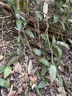 صورة Aristolochia praevenosa F. Müll.