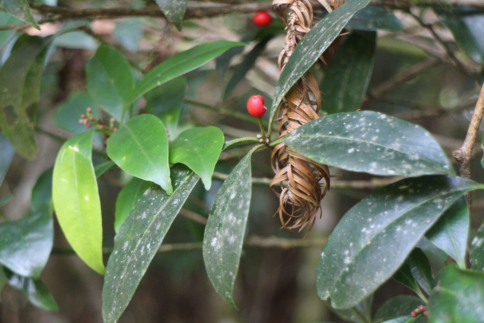 Image of Skimmia