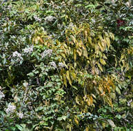 Phoradendron nervosum Oliver的圖片
