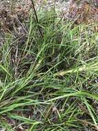 Image of Dianella caerulea var. producta R. J. F. Hend.