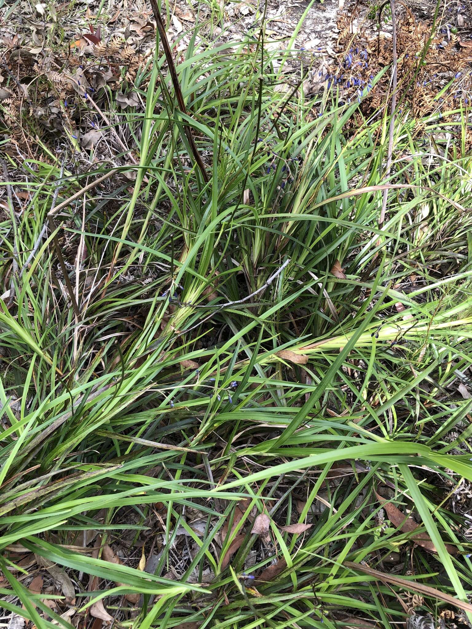 Image of Dianella caerulea var. producta R. J. F. Hend.