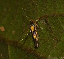 Image of Aeoloscelis chrysophoenicea Meyrick 1897