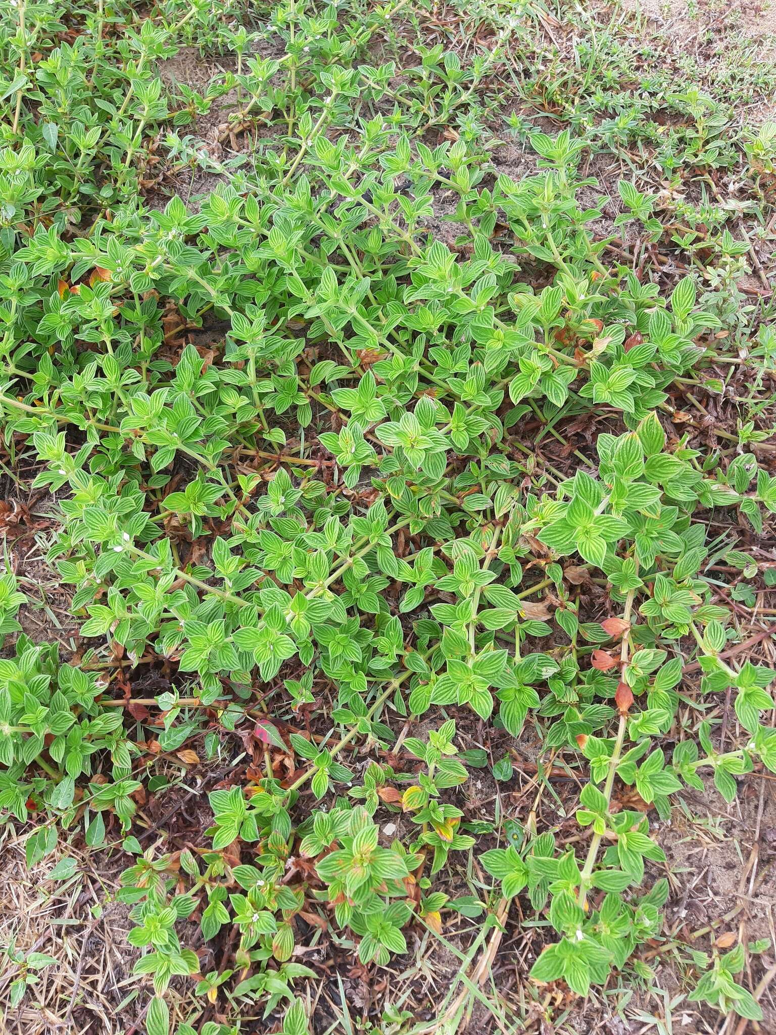 Image of rough buttonweed