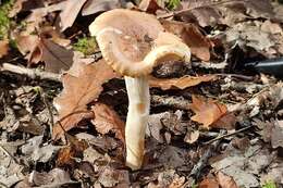 Imagem de Hygrophorus nemoreus (Pers.) Fr. 1838