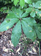 Imagem de Schefflera digitata J. R. Forst. & G. Forst.