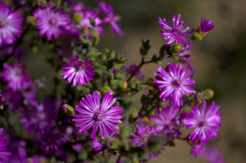 Delosperma asperulum (Salm-Dyck) L. Bol. resmi